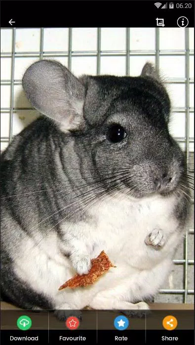 Android向けのチンチラのhd壁紙 Apkをダウンロードしましょう