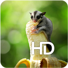 Planeur de sucre Fond d'écran HD icône