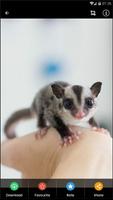 Sugar Glider HD Wallpaper Ekran Görüntüsü 2