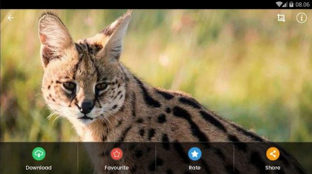 TÉLÉCHARGER SERVAL APK SERVAL APK TÉLÉCHARGER