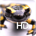 Tiger Salamander HD Wallpaper
