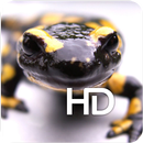 Salamandre tigrée HD Fond d'écran APK