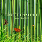 Papier peint Forêt de bambous icône