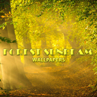 Sunbeam Forest Wallpaper آئیکن