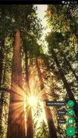 Sunbeam Forest Wallpaper اسکرین شاٹ 1