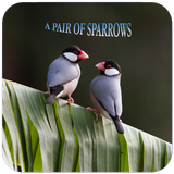 Sparrow Wallpaper HD آئیکن