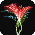 3D Flower Wallpaper