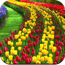 Beautiful Wallpaper APK