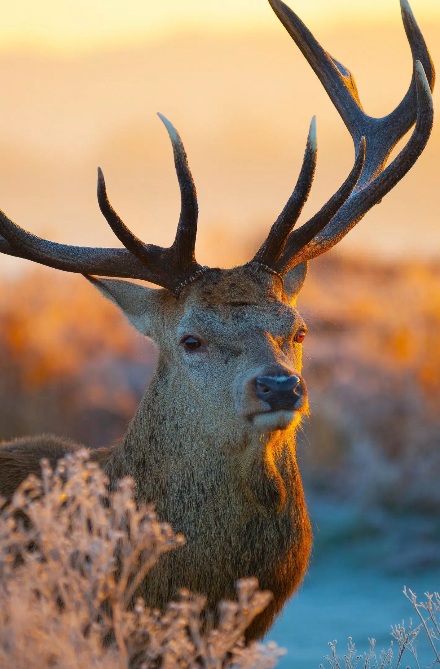 Deer Wallpaper APK for Android Download Deer Wallpaper APK for Android Download