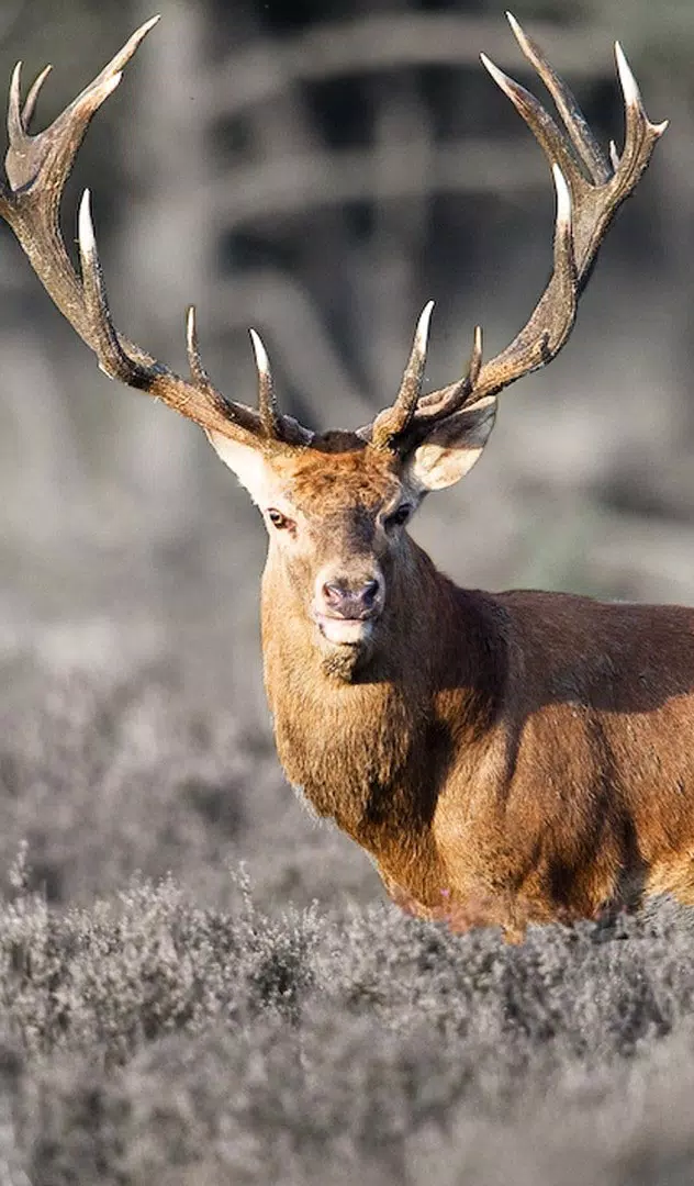 Deer Wallpaper APK for Android Download Deer Wallpaper APK for Android Download