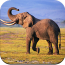 APK Elephant Wallpaper