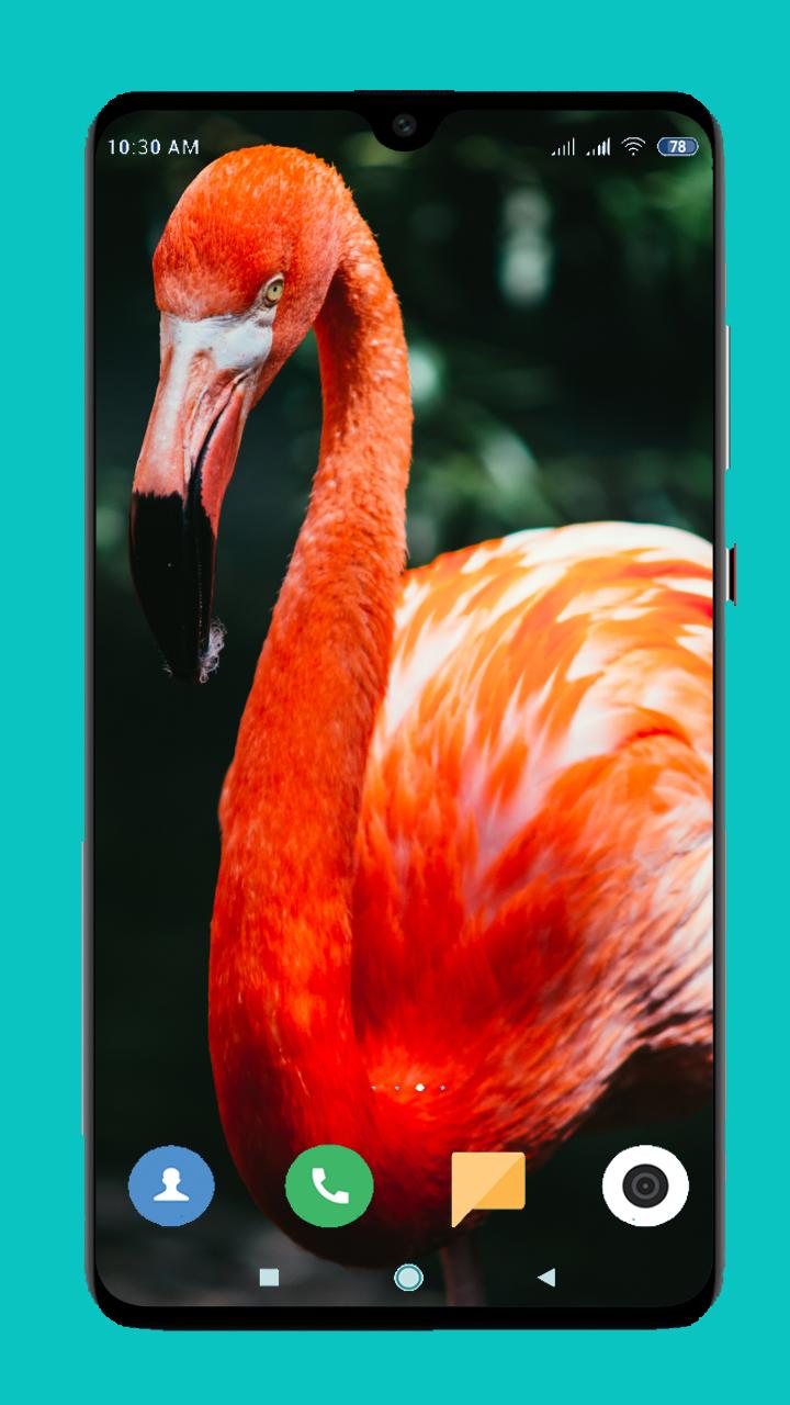 Flamingo Wallpaper 4k For Android Apk Download