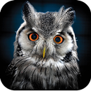 APK Owl Wallpaper 4K