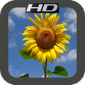 HD Sunflower Mobile Wallpapers