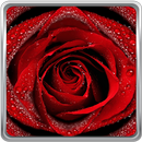 Rose Rouge Fond D'écran Animé APK