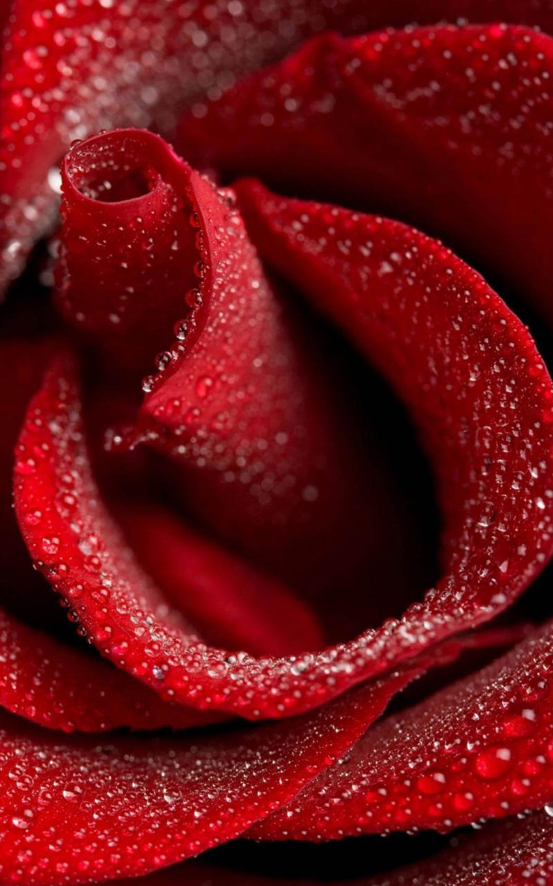 Половые розочки. Красный цветок. Красивые розы. Красные розы. Красный цвет.