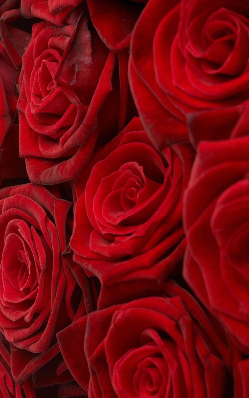 Featured image of post Papel De Parede Com Rosas Vermelhas Papel de parede com descontos exclusivos e frete gr tis para todo o brasil voc s encontra na gr o de gente