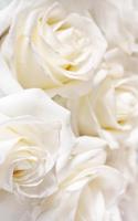 White Rose Live Wallpaper 스크린샷 3