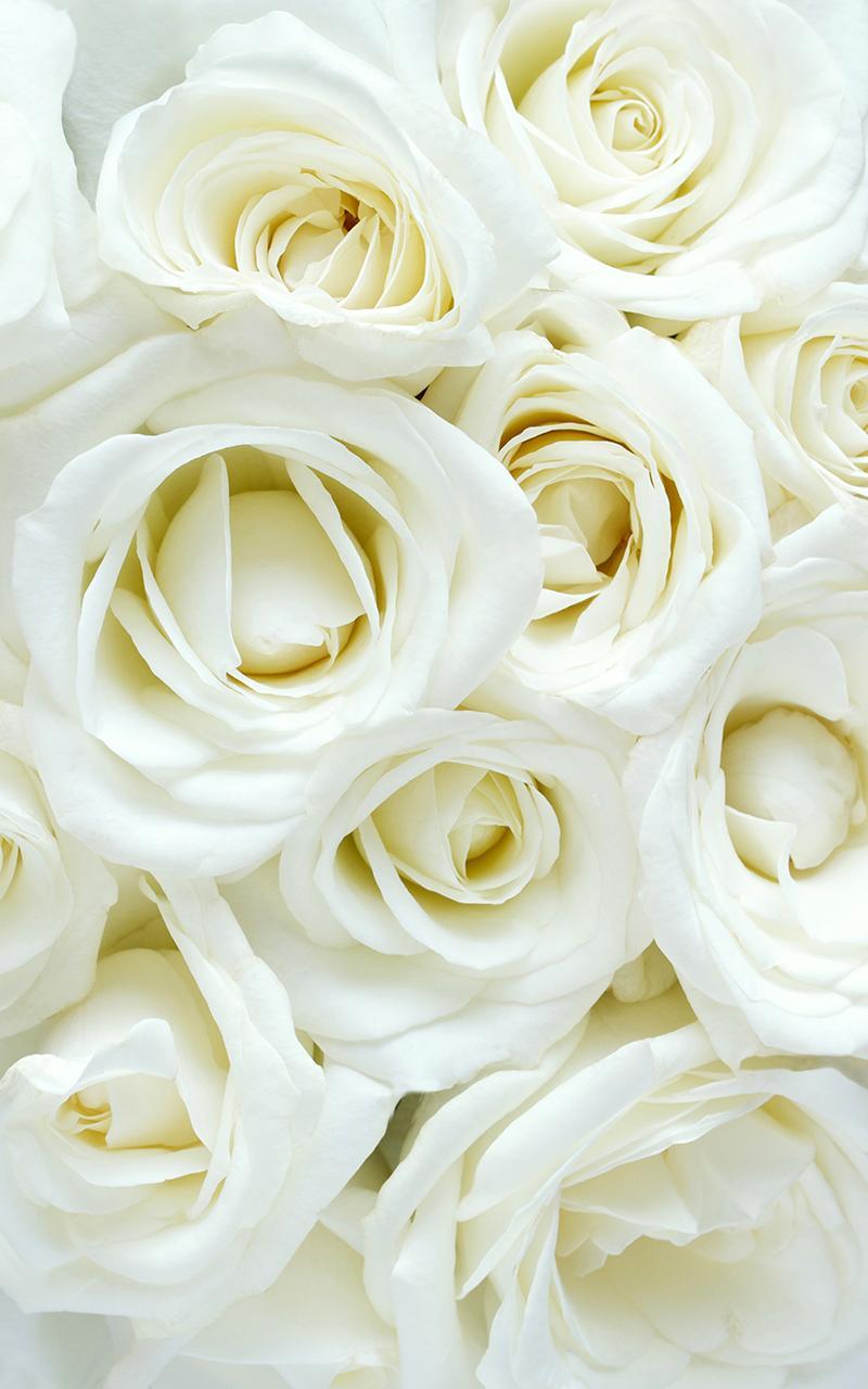 白玫瑰的動態壁紙安卓下載 安卓版apk 免費下載