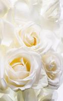 White Rose Live Wallpaper 스크린샷 2