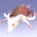Mouse Dissection AR