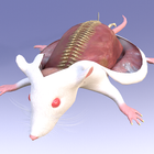 Mouse Dissection AR icon