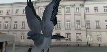 Симулятор Голубя 3D