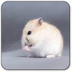 Hamster Sounds