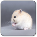 Hamster Sounds