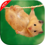 Hamster Wallpaper icon