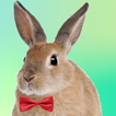 Mi Conejo : Mascota Virtual icono