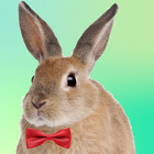 Adopt A Rabbit : Virtual Pet icône