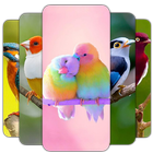 Bird Wallpaper آئیکن