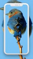 Bird Wallpaper скриншот 3