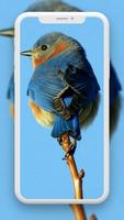 Bird Wallpaper اسکرین شاٹ 3