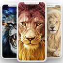 Lion wallpapers HD – nature wallpapers APK
