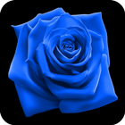 HD Blue Rose Wallpaper icône