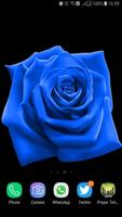HD Blue Rose Wallpaper Affiche