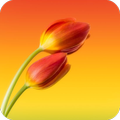 HD Tulip Wallpaper