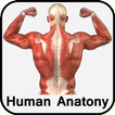 Human Anatomy
