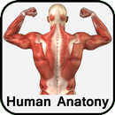 Human Anatomy APK