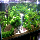 Ornamental Aquarium APK