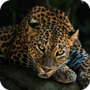 Best 4k Wallpaper APK