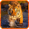 Bengal Tiger Live Wallpaper