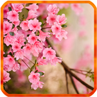 Flower Spring Live Wallpapers icono