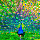Peacocks Live Wallpapers simgesi