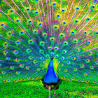 Peacocks Live Wallpapers أيقونة