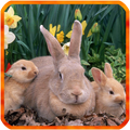 Rabbit Live Wallpaper
