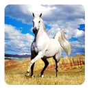 Cheval Fond Animé APK