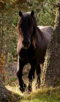 Cheval Fond Animé Affiche